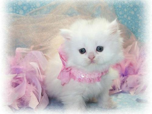 小猫不拉屎肚子特别鼓-图1