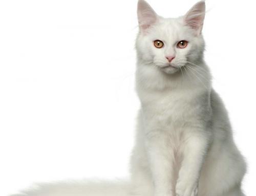 猫为什么要割蛋-图1