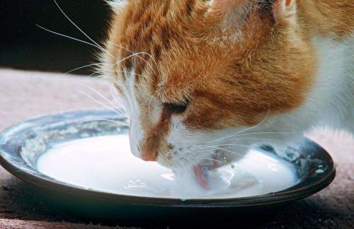 怎样引导小猫去碗里喝奶-图1