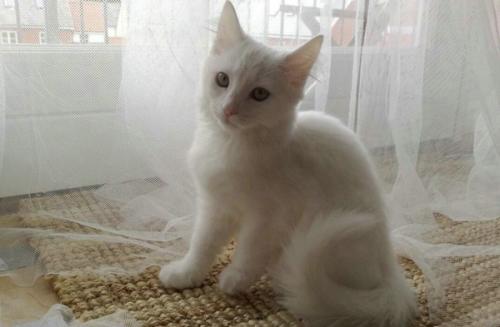 猫突然哀嚎一样怪叫-图1