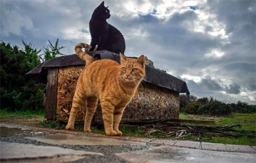 猫能吃猪肉不-图1
