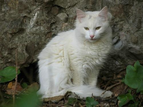 老鼠怕猫的原因是什么-图1