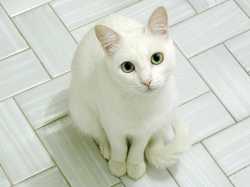 猫猫吐了是什么原因