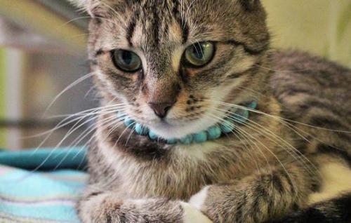猫肠胃不好如何调理