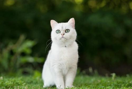 猫翘尾巴是什么意思-图1