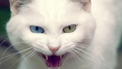 猫咪换了主人会伤心吗-图1