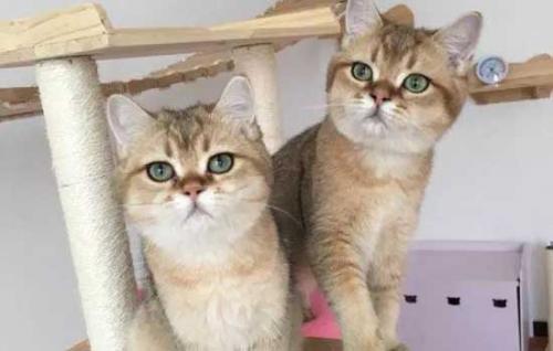 猫喜欢吃螃蟹吗-图1