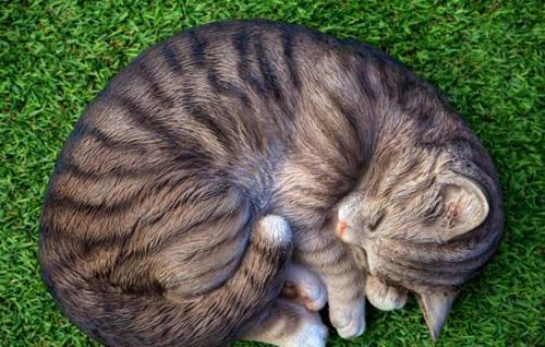 猫喜欢吃肉还是鱼-图1