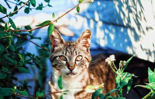 猫喜不喜欢吃香蕉-图1