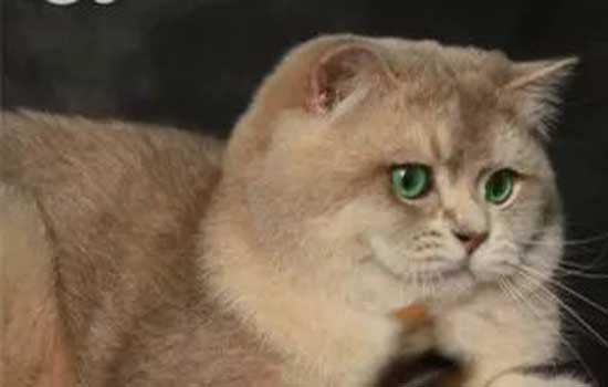 猫喜不喜欢吃蛋黄-图1