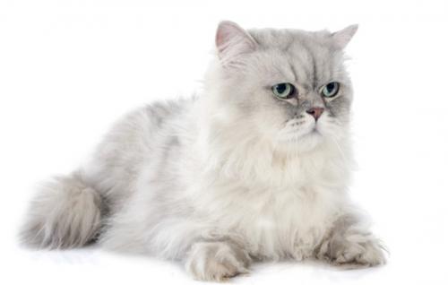 猫喜不喜欢吃蜂蜜