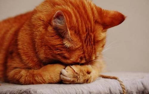 猫喜不喜欢吃骨头-图1