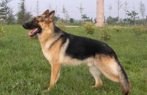 德国牧羊犬价格