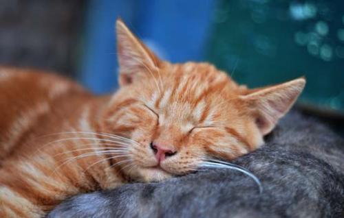 猫喜不喜欢吃火腿肠-图1