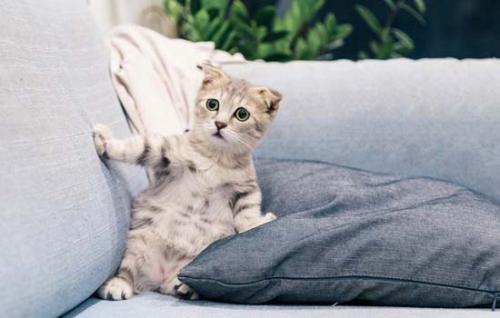 猫喜不喜欢吃苹果-图1