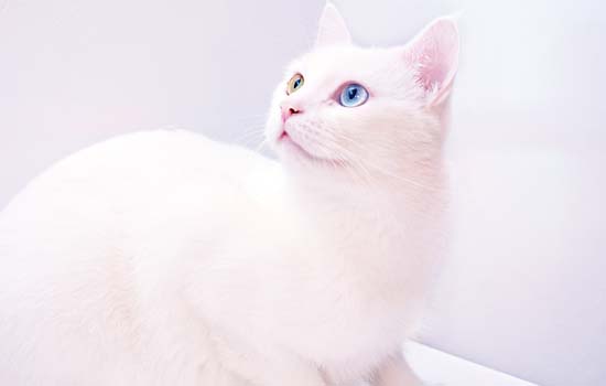 猫喜不喜欢吃甜食-图1