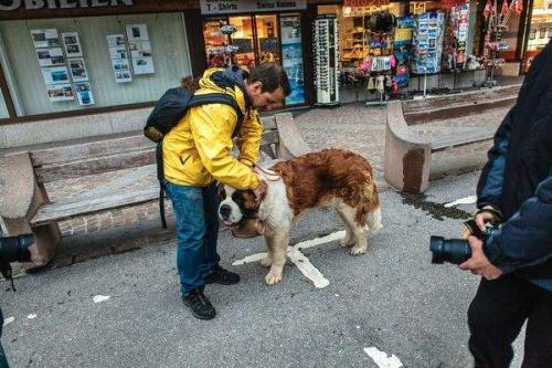 圣伯纳犬价格-图1