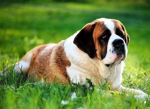 圣伯纳德犬多少钱一只-图1