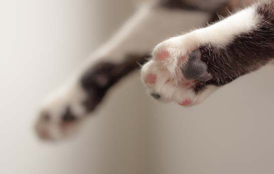 猫咪喜不喜欢吃甜食-图1