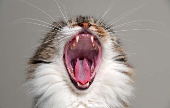 猫咪喜不喜欢吃老鼠-图1