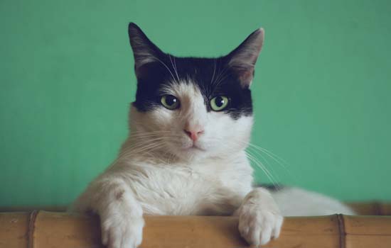 猫咪可以喝酸奶吗-图1
