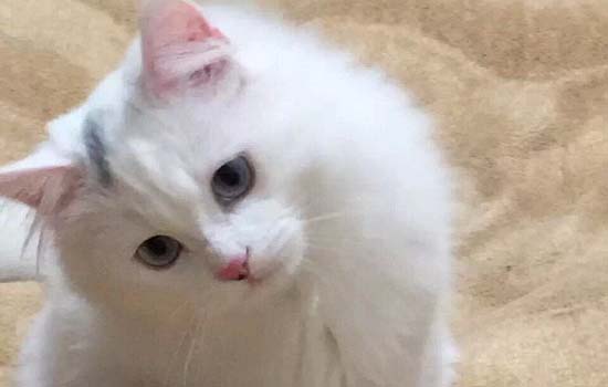 猫咪可以偶尔用一次人用的沐浴露吗-图1