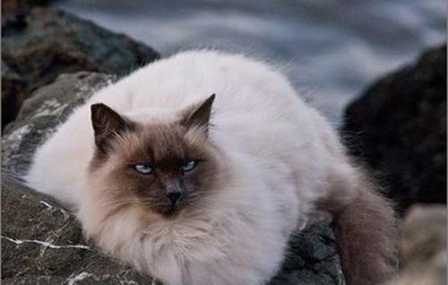 猫咪可以挨着人睡吗-图1