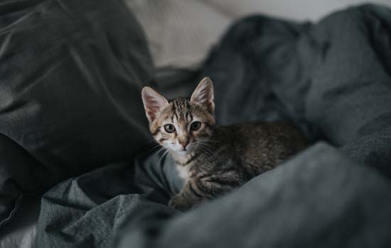 猫咪可以洗澡吗-图1