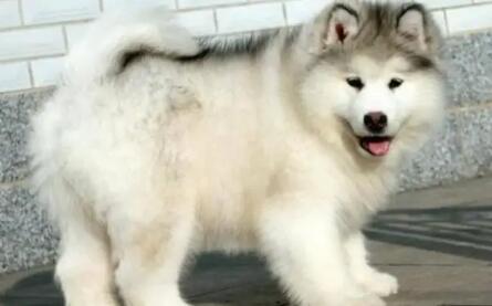 阿拉斯加雪橇犬什么时候换毛-图1