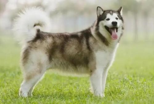 阿拉斯加雪橇犬可以喝很多水吗-图1