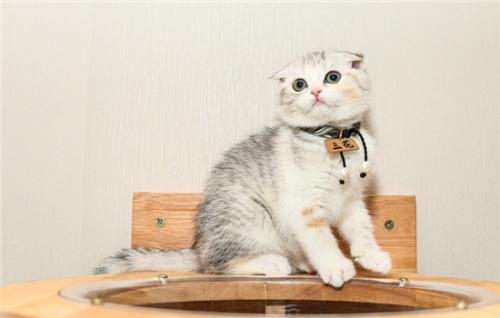 猫咪可不可以偶尔喝牛奶-图1