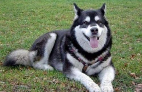 阿拉斯加雪橇犬会出声音吗