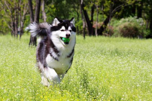 阿拉斯加雪橇犬分几种有白色的吗-图1