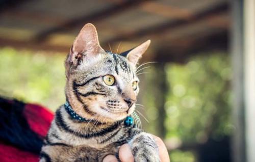 猫可不可以喷酒精-图1