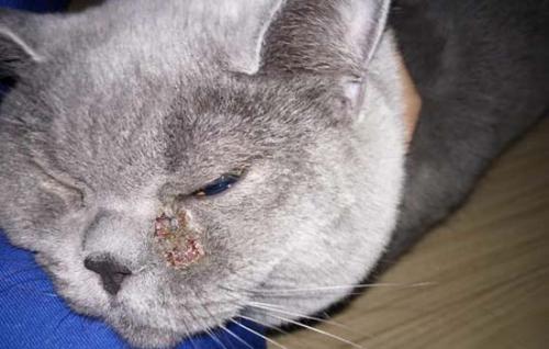 猫咪喜欢吃咸的东西吗-图1