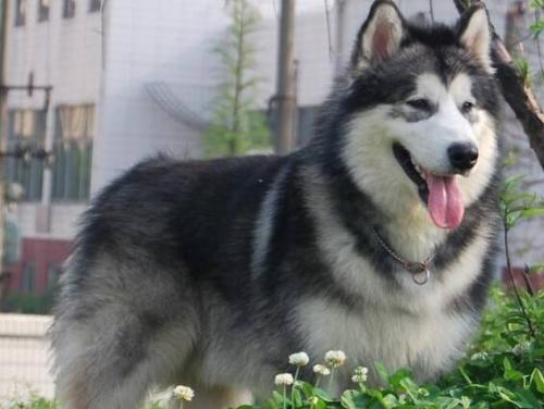 阿拉斯加雪橇犬掉毛吗-图1