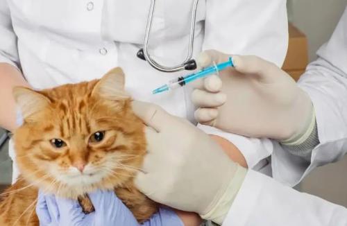 猫猫多大去打疫苗-图1