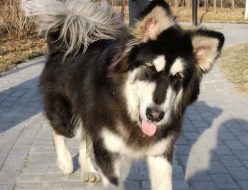 阿拉斯加雪橇犬吃什么狗粮好