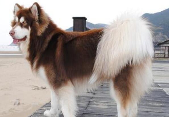 阿拉斯加雪橇犬听话吗-图1