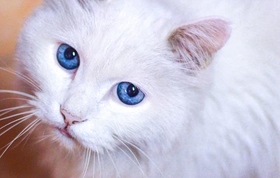 小猫眼角有泪痕跟眼屎怎么办