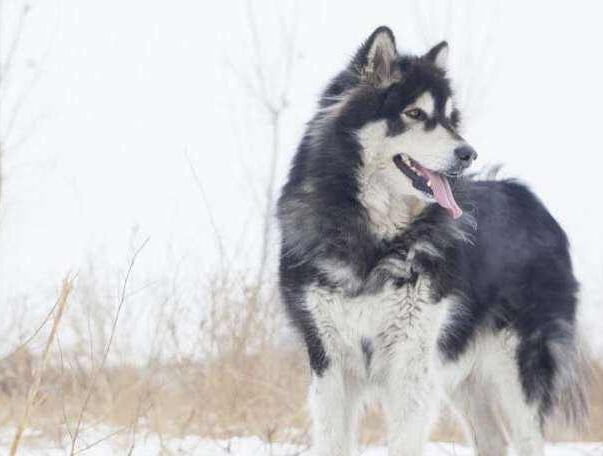 阿拉斯加雪橇犬与哈士奇的区别-图1