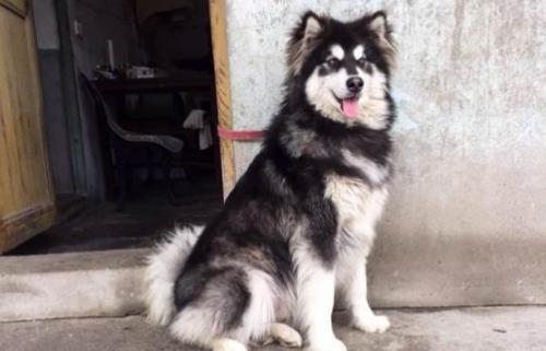 阿拉斯加雪橇犬战斗力如何-图1