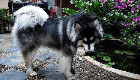阿拉斯加幼犬一天喂几次一天喂多少-图1