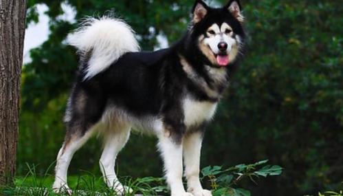 阿拉斯加雪橇犬聪明吗-图1