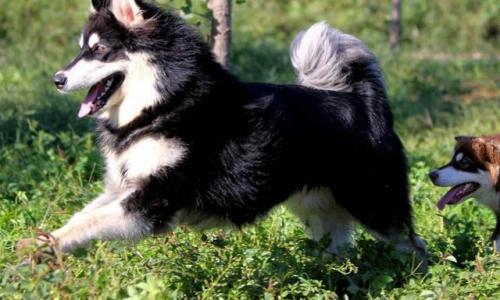 购买阿拉斯加雪橇犬注意些什么-图1