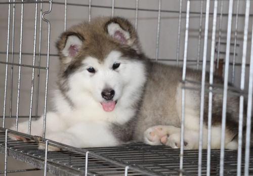 阿拉斯加雪橇犬怎么训练才听话-图1