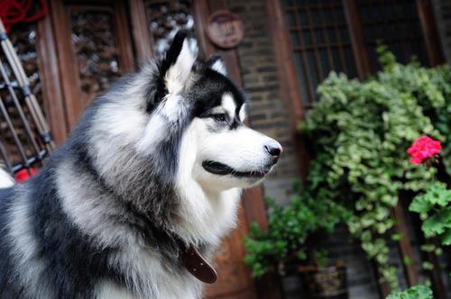 阿拉斯加雪橇犬的毛色有几种-图1