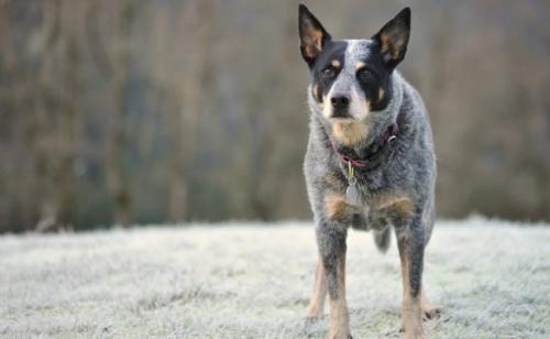 澳大利亚牧牛犬禁养-图1