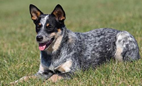 澳大利亚牧牛犬图片-图1