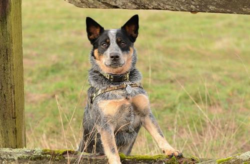 澳洲牧牛犬是烈性犬吗-图1